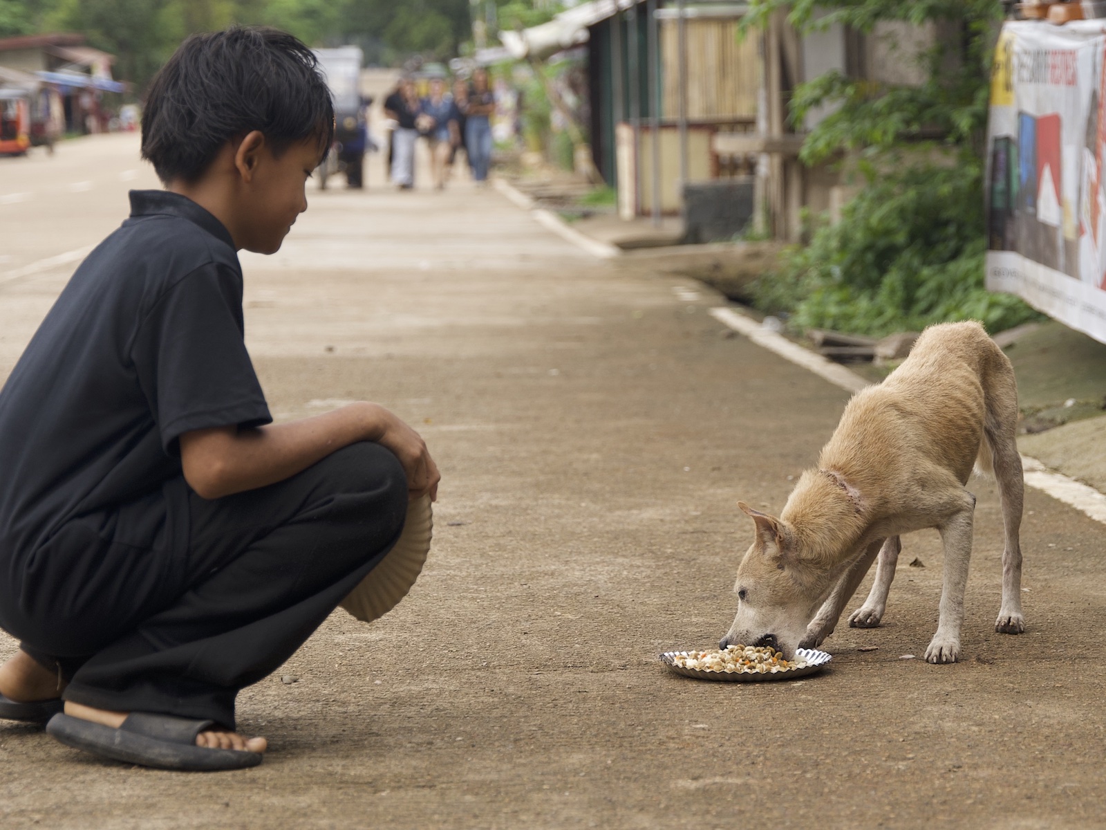 Stray Feeding Program